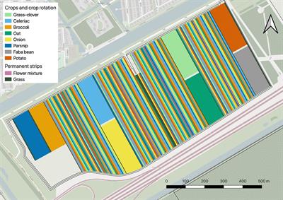 Strip cropping increases yield and revenue: multi-year analysis of an organic system in the Netherlands